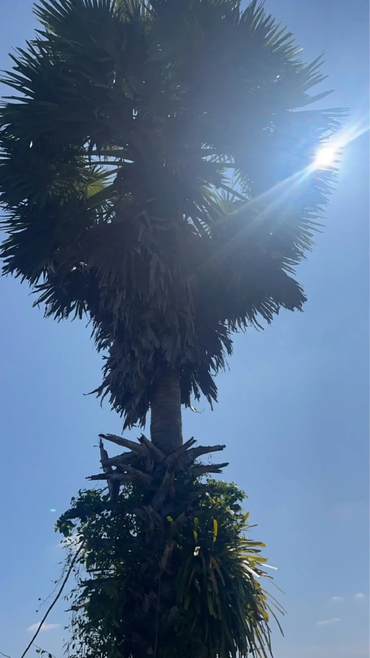 ปิดตำนาน ยายสู้ชีวิตแห่งเชียรใหญ่ สาเหตุจากไปน่าเศร้าใจ