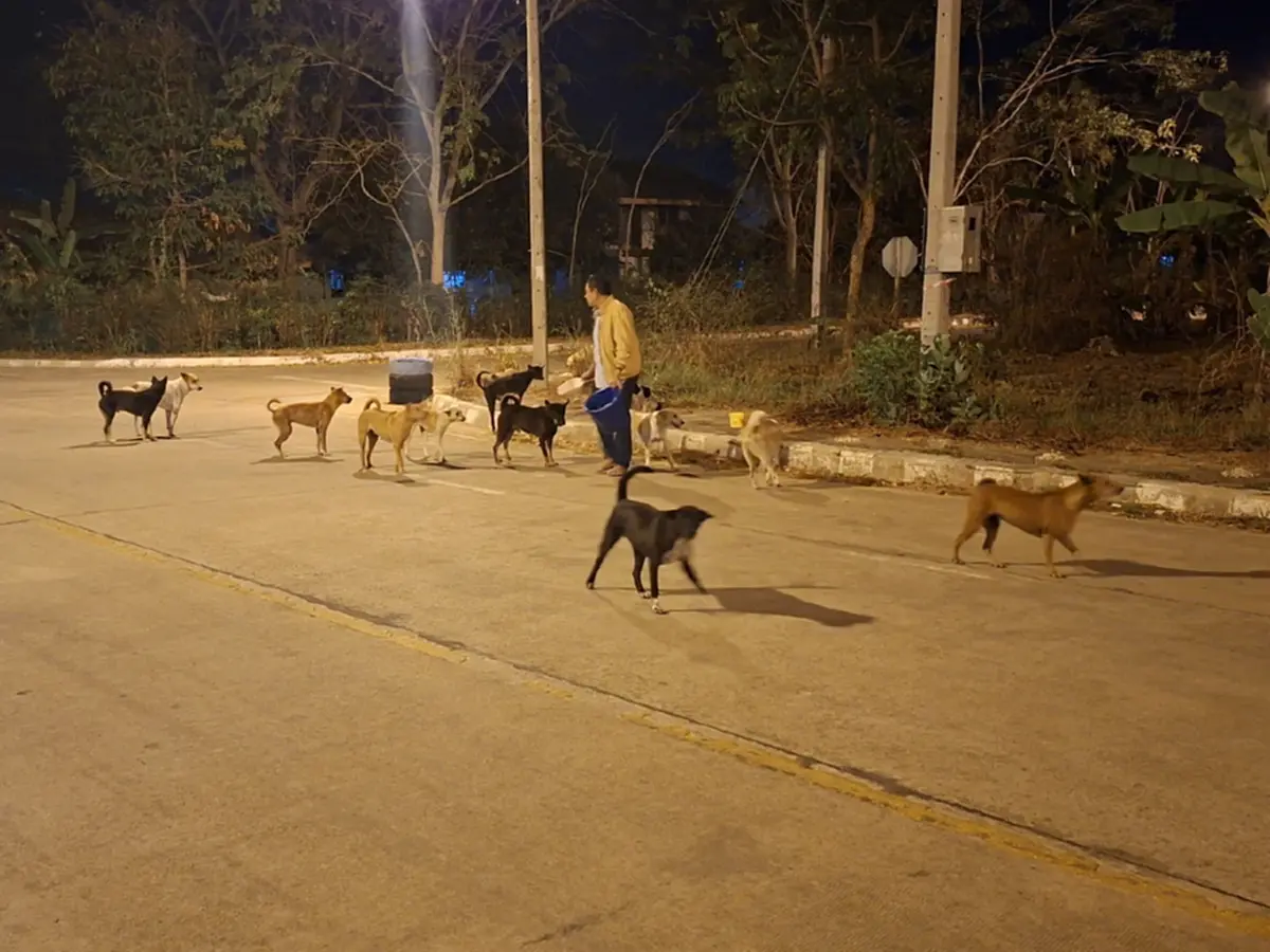 20 ปีทำด้วยใจ นายกปากแควทุ่มเงินส่วนตัวเปิดศูนย์ดูแลหมาจร