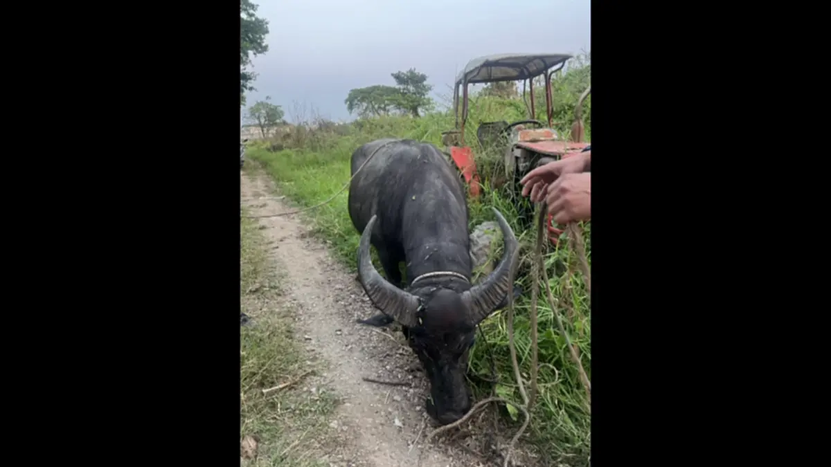 ตร.สันทรายไถ่ชีวิตควายหนีตายงานศพ หลังถูกทุบหัวสู้ชีวิตหนีรอด