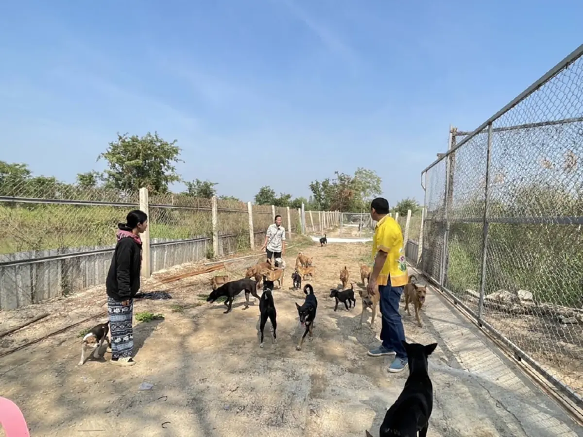 20 ปีทำด้วยใจ นายกปากแควทุ่มเงินส่วนตัวเปิดศูนย์ดูแลหมาจร