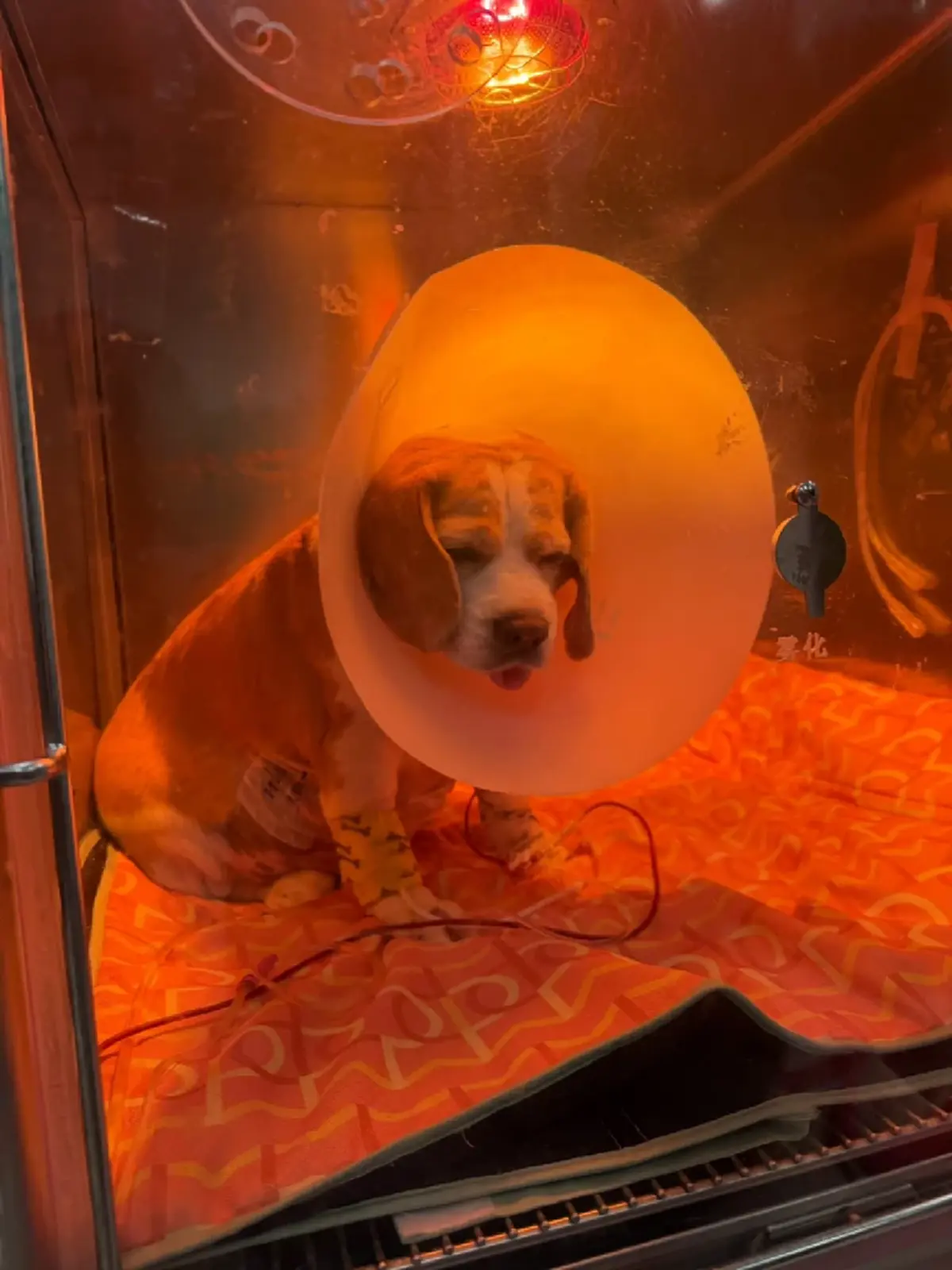 เปิดอาการ "มู่ทู่" หลังผ่าตัดมะเร็งตับ เผย 24ชม. จากนี้ สำคัญสุด 