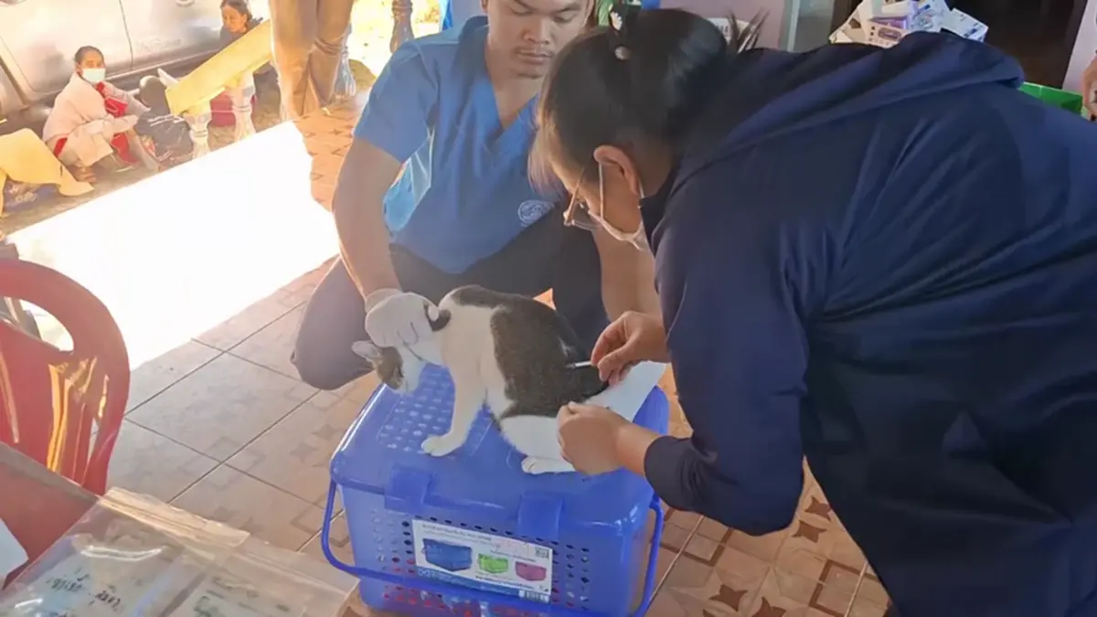 ปศุสัตว์บึงกาฬรุกทำหมันสัญจรฟรี พร้อมแจกเวชภัณฑ์ปี 69