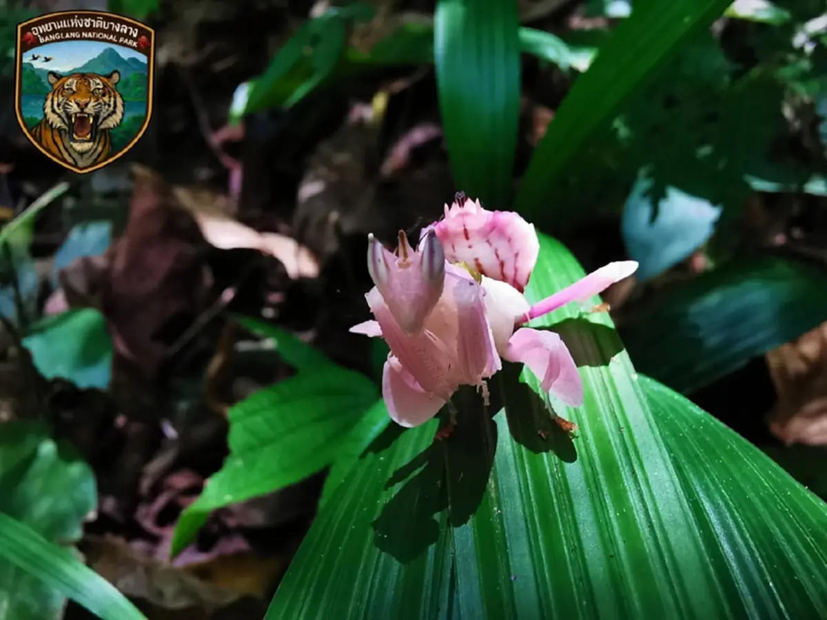 หาดูยาก เปิดภาพ นักล่าในคราบดอกไม้ สุดยอดนักพรางตัว