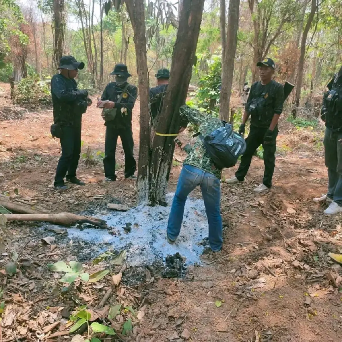 รวบมอดไม้! แอบเผาโคนต้นไม้ให้ยืนต้นตาย หวังฮุบป่าขายนายทุน
