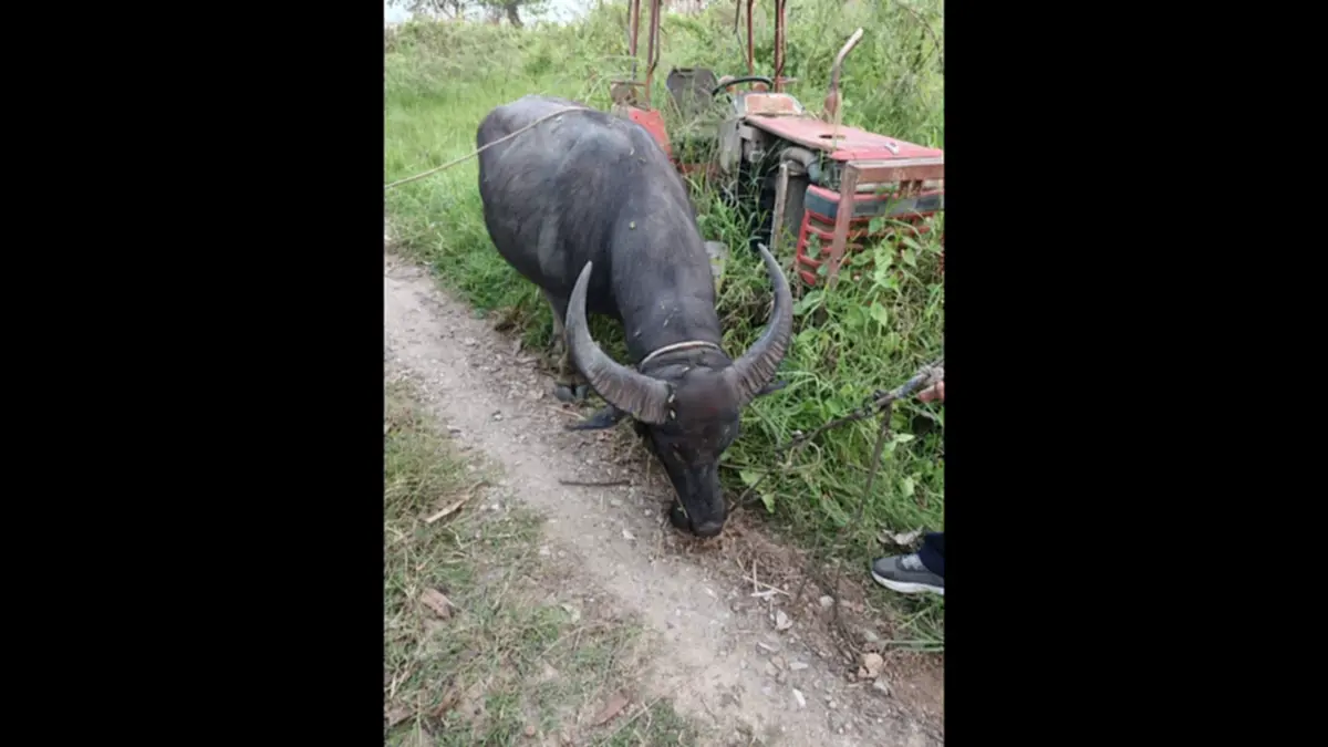 ตร.สันทรายไถ่ชีวิตควายหนีตายงานศพ หลังถูกทุบหัวสู้ชีวิตหนีรอด