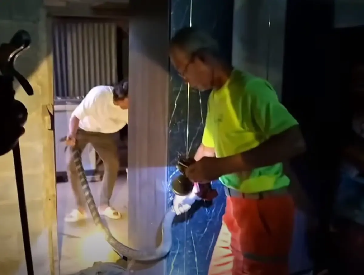 ส่องบ้านเลขที่ งูจงอางใหญ่ 3 เมตร เลื้อยซุกในห้องครัว