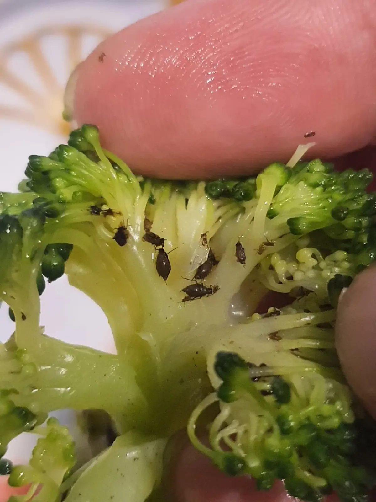 เจอคำตอบจนได้ หลังหนุ่มถาม "มันคือตัวอะไร" กินจะหมดเพิ่งมาเห็น