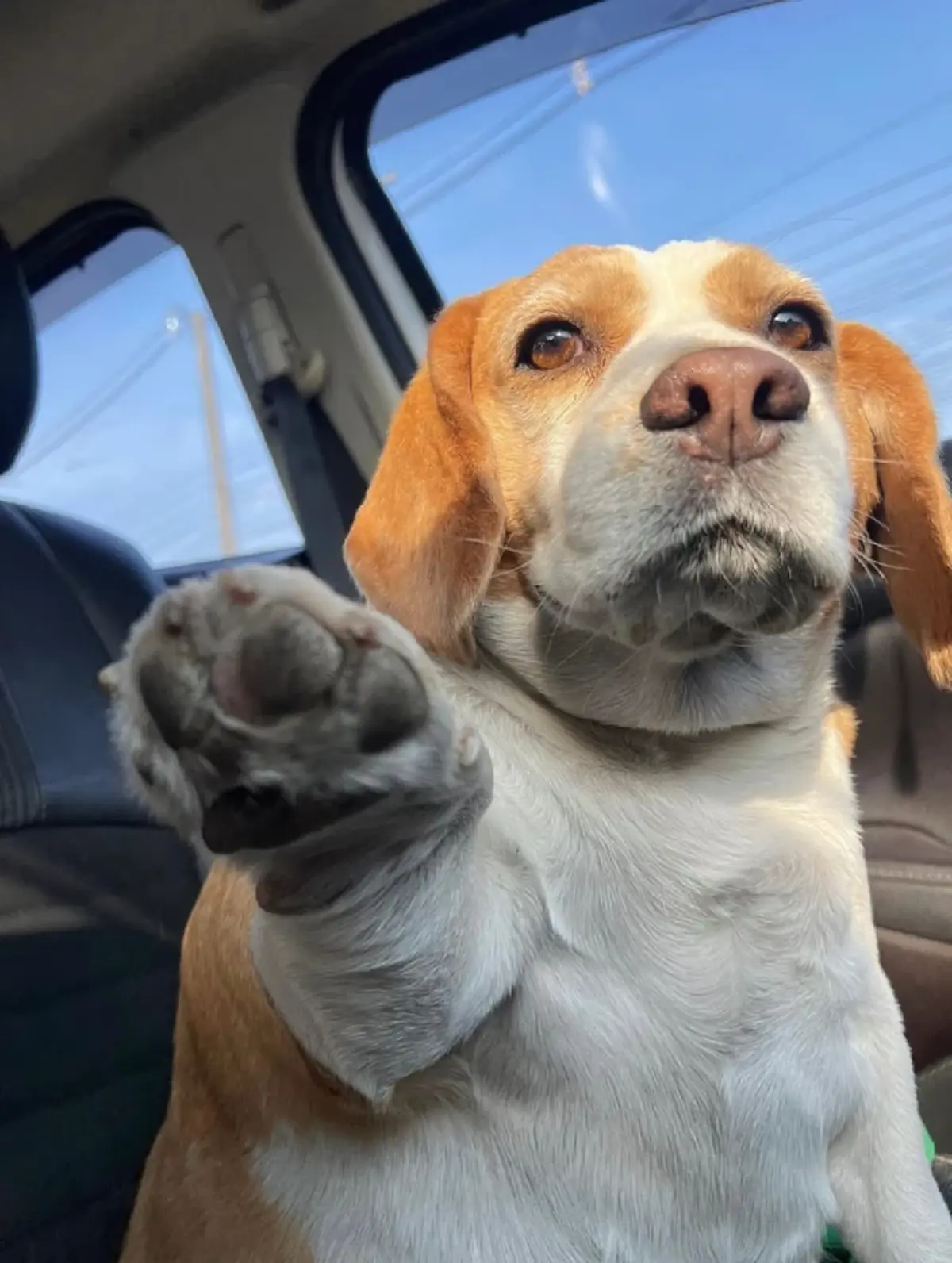 เจ้าของแจ้งข่าว "มู่ทู่" หมามีมชื่อดัง ป่วยมะเร็งโอกาสรอดน้อย