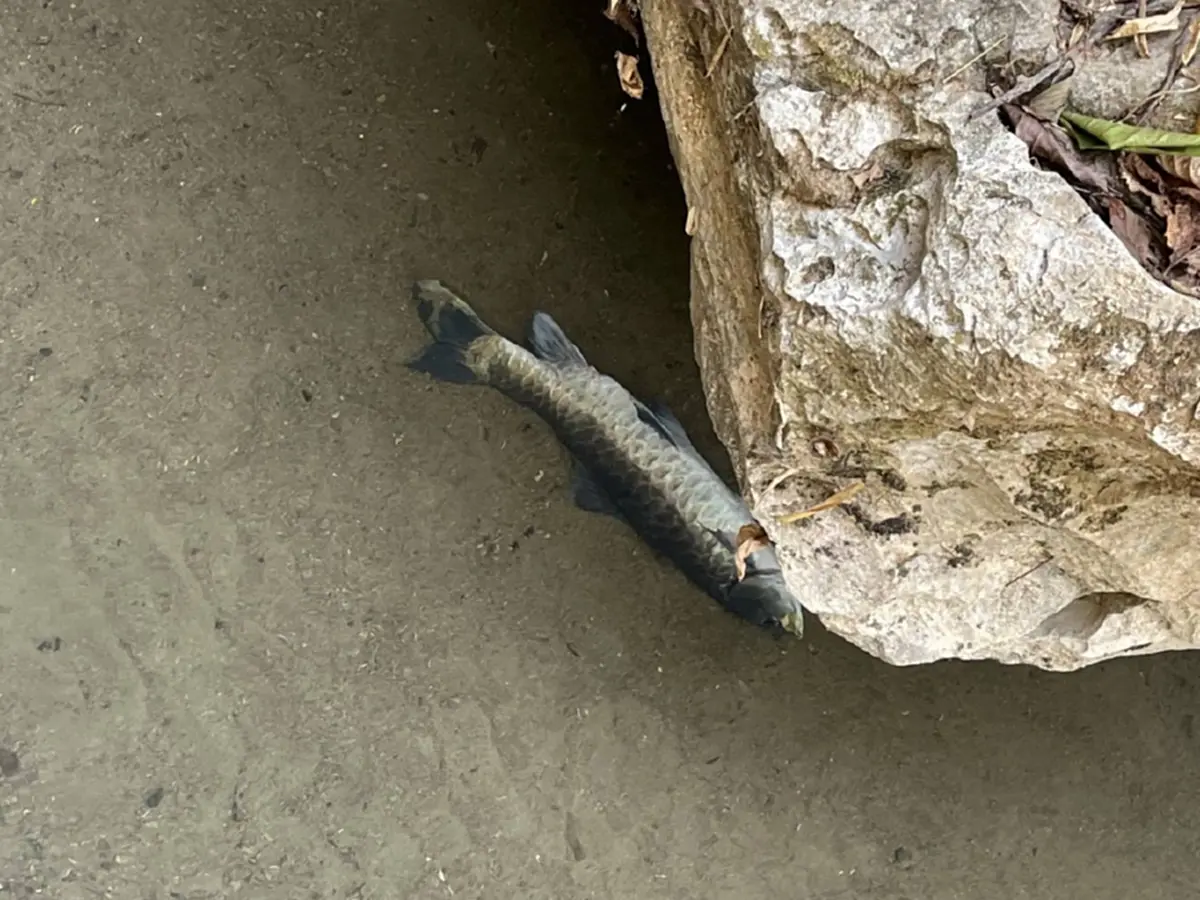 วิกฤตปางมะผ้า! ปลาแม่น้ำลางตายปริศนา สั่งห้ามกินเด็ดขาด