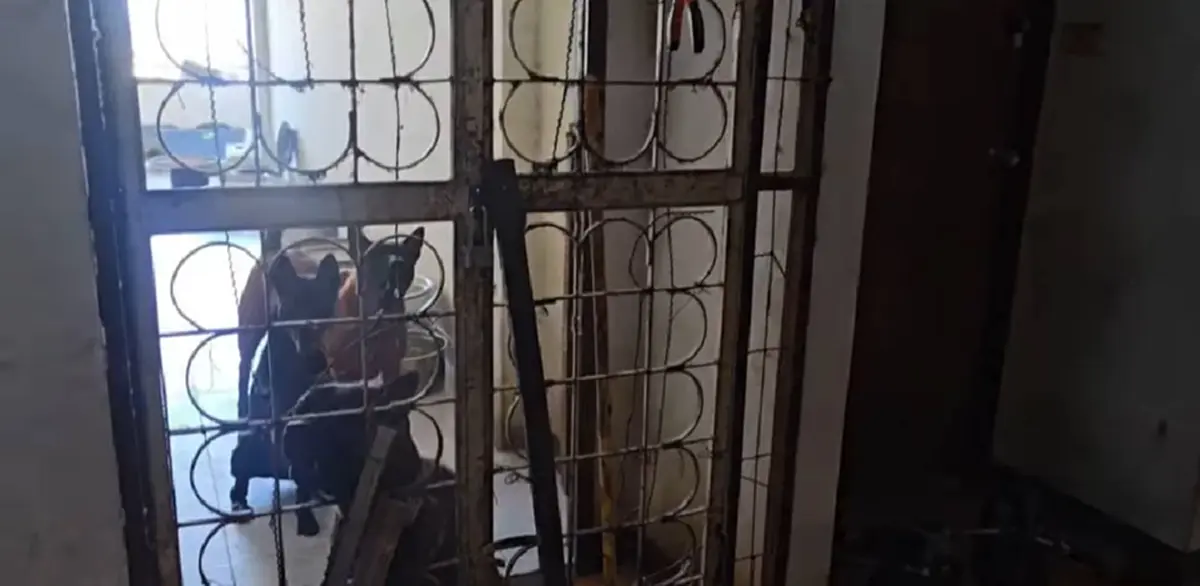 ความจริงอีกด้าน ป้าเลี้ยงหลังอาน 78 ตัวในคอนโด สงสารน้องหมามาก