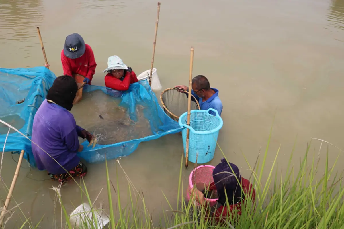 วิกฤตน้ำมันแพทำพิษ! ชาวนากุ้งกาฬสินธุ์อ่วม จี้รัฐเร่งแก้ไข