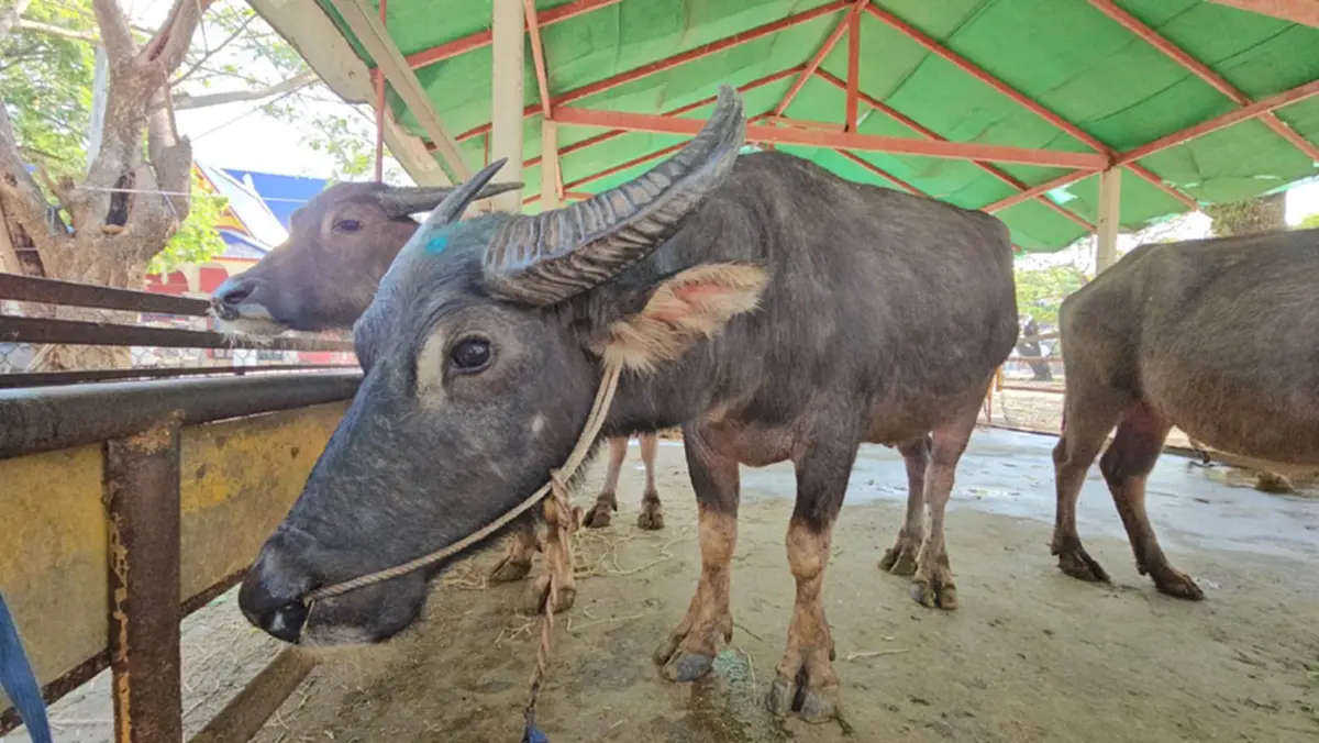 ผกก.สันทรายทำพิธีมอบ "เจ้าบุญรอด" ควายสู้ชีวิตให้วัด