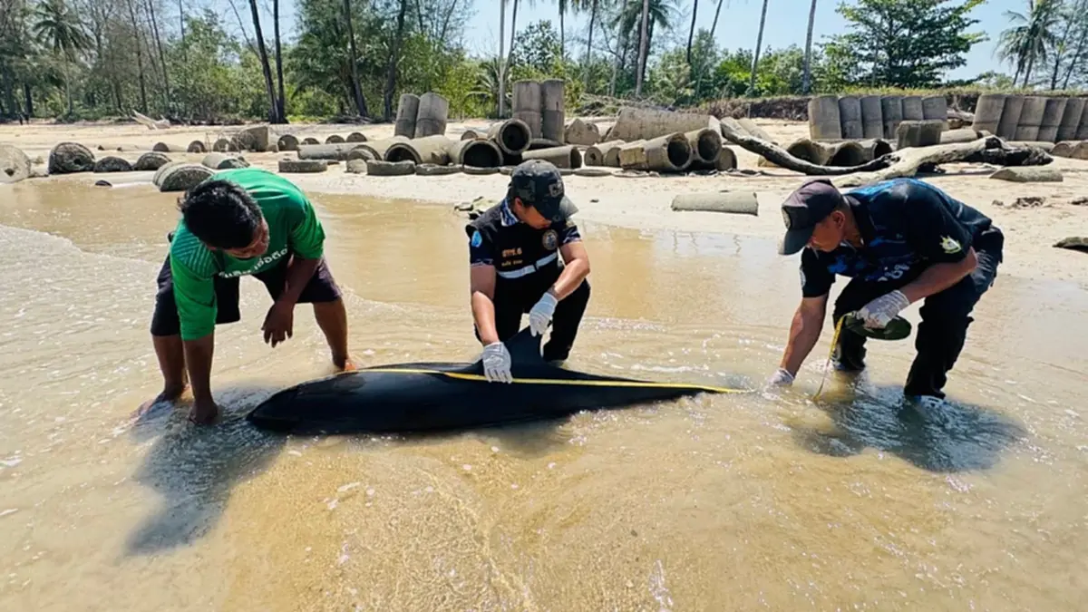 สลดหนักอีก สูญเสียสุดเศร้า ร่างไร้วิญญาณริมหาด หาสาเหตุด่วน