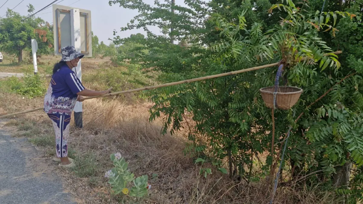 ชาวโคราชแหย่ไข่มดแดงขายรายได้พุ่งวันละพัน กิโลละ 500 บาท