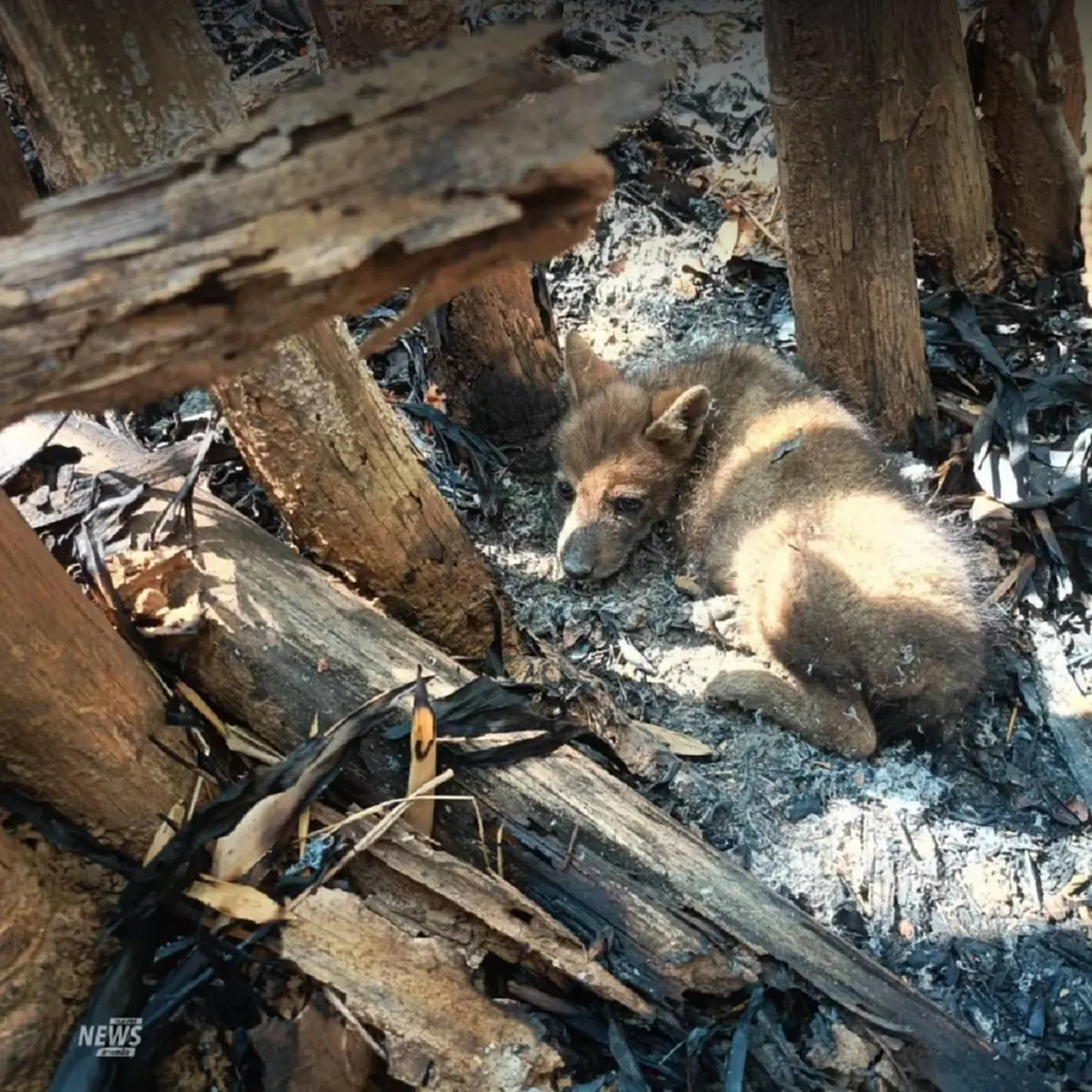 ปาฏิหาริย์กลางไฟป่า! ช่วย 3 ลูกหมาจิ้งจอกรอดตายหวุดหวิด 