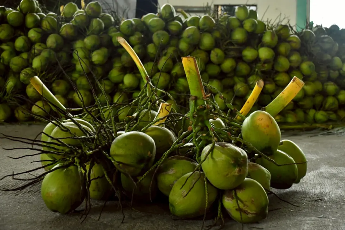 สหกรณ์หนุนล้งกลางมะพร้าวน้ำหอม ปลดแอกล้งจีนฮั้วกดราคา 2 บาท