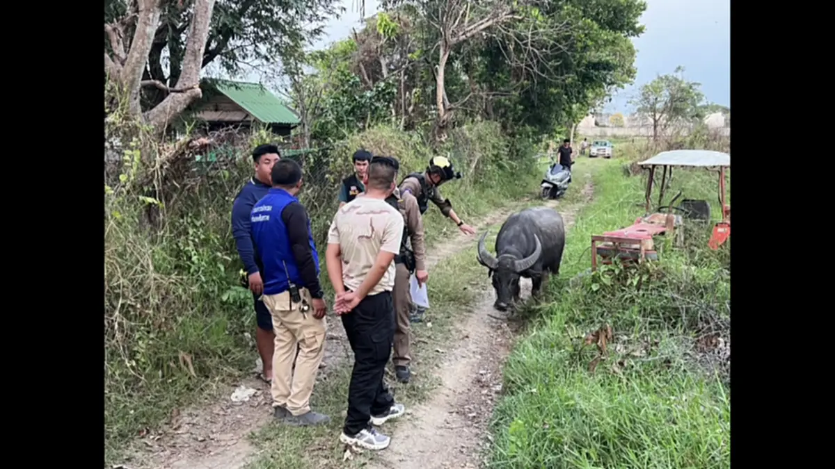 ตร.สันทรายไถ่ชีวิตควายหนีตายงานศพ หลังถูกทุบหัวสู้ชีวิตหนีรอด