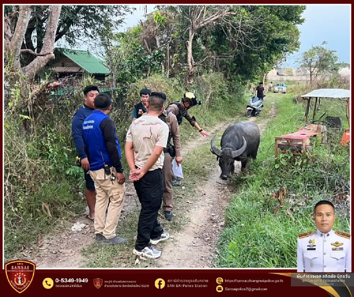 เปิดชีวิตใหม่ เจ้าทุยหัวเหล็ก รอดชีวิตหวุดหวิดจากงานศพ