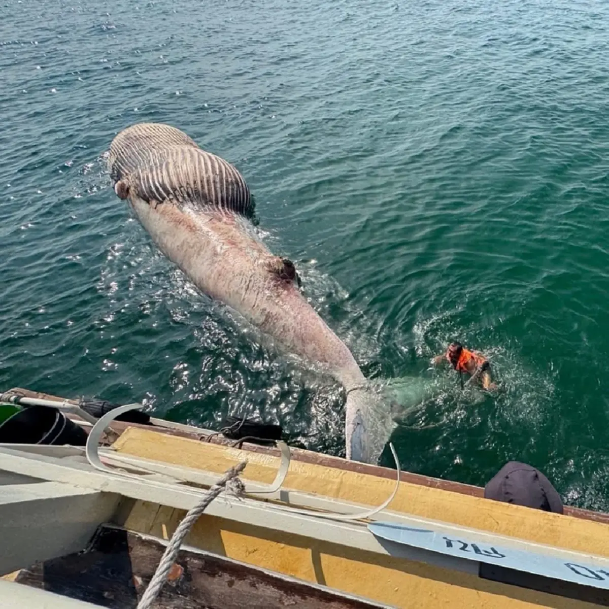 พบซาก วาฬบรูด้า ลอยกลางทะเล สมุทรสาคร ถือเป็นเรื่องน่าเศร้า