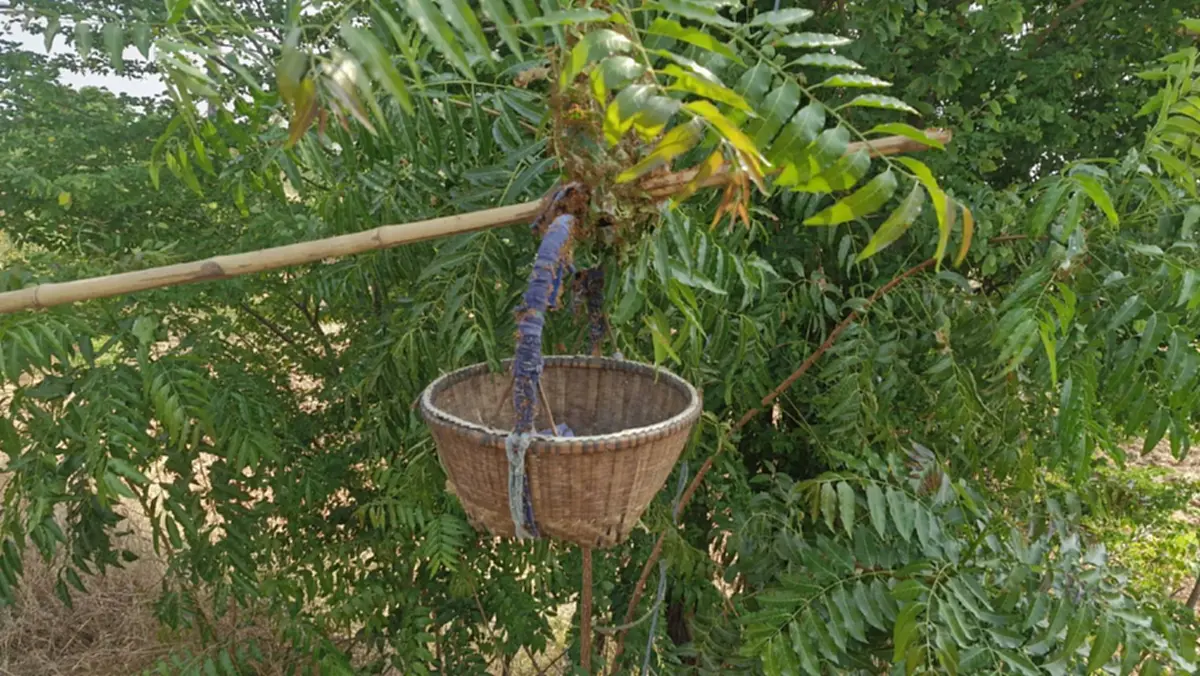 ชาวโคราชแหย่ไข่มดแดงขายรายได้พุ่งวันละพัน กิโลละ 500 บาท