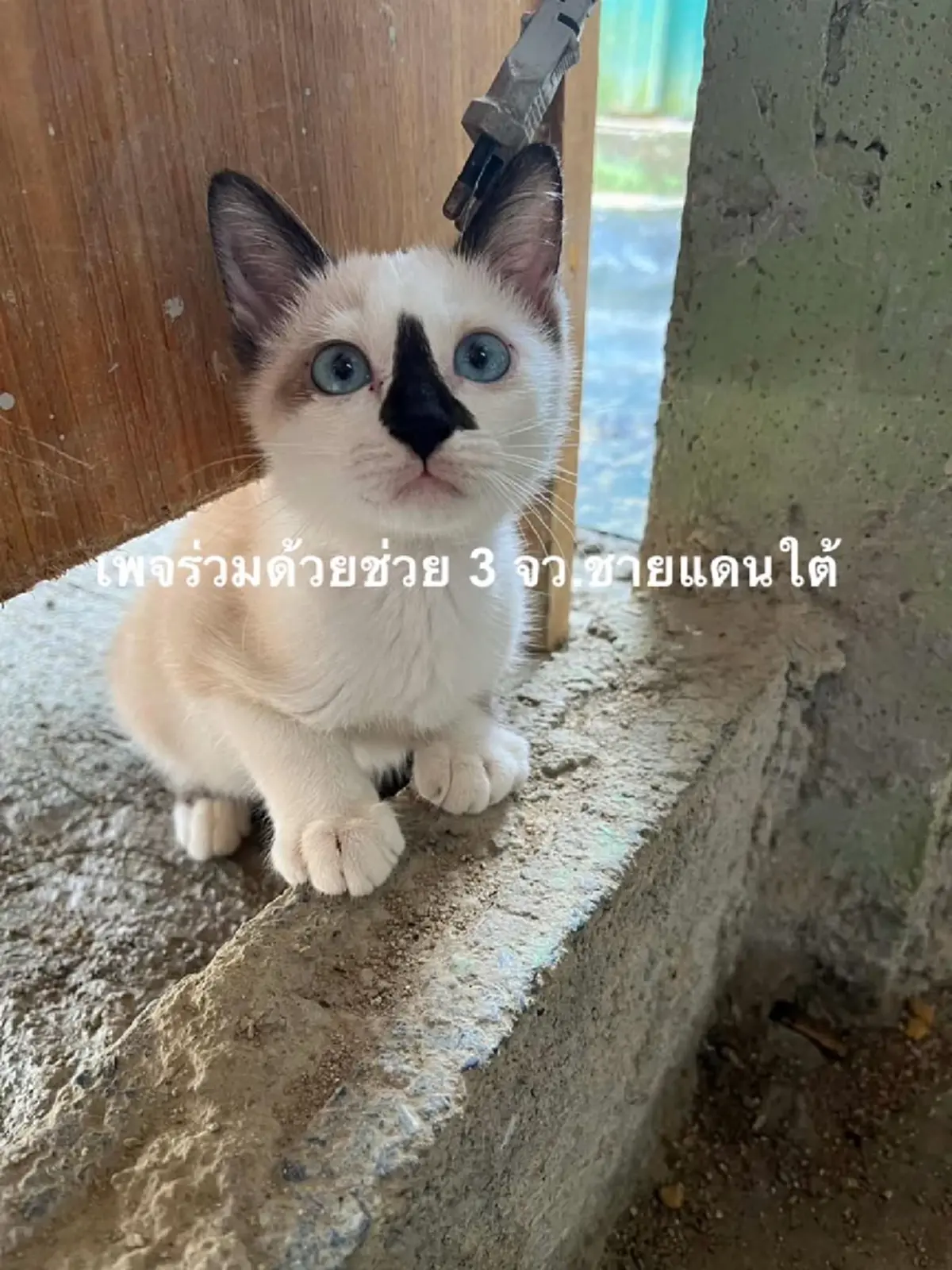 รุมสาป ตชด.กร่าง ลงมือแมว 2 แม่ลูกคาฐาน อ้างเหตุผลเกินรับได้