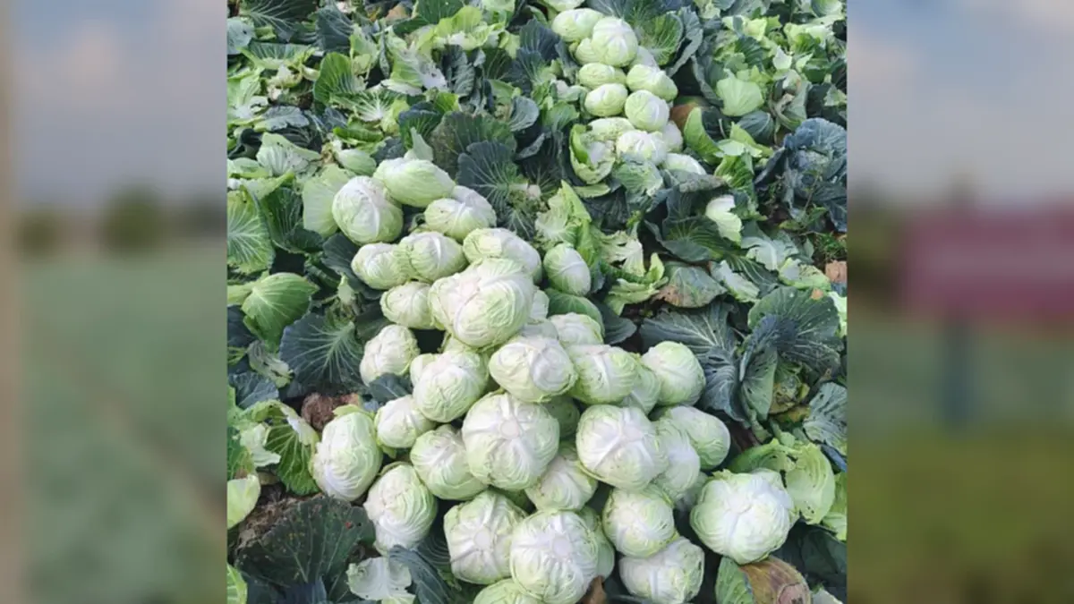 กะหล่ำหล่มสักดิ่งเหว น้ำมันขาดทำส่งไม่ออก เกษตรกรจำใจไถทิ้ง