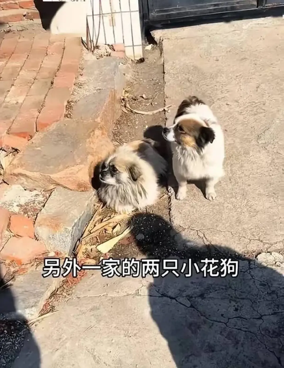 อัปเดตชีวิตล่าสุด 7 สุนัขเพื่อนแท้ ตกใจรู้ใครเป็นคนขโมยหมาไป