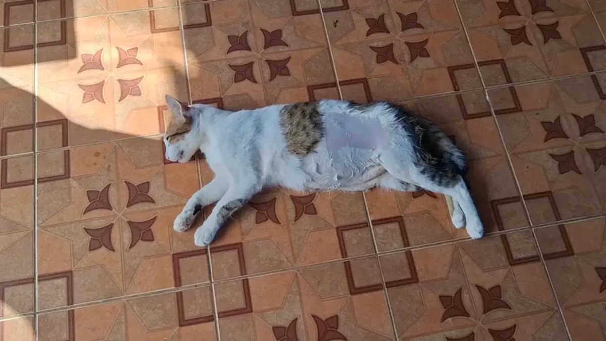 ปศุสัตว์บึงกาฬรุกทำหมันสัญจรฟรี พร้อมแจกเวชภัณฑ์ปี 69