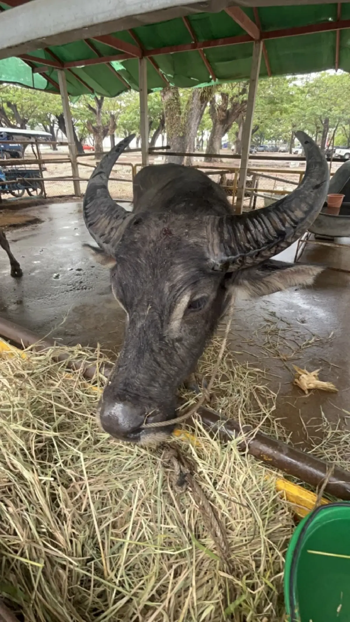 เปิดชีวิตใหม่ เจ้าทุยหัวเหล็ก รอดชีวิตหวุดหวิดจากงานศพ