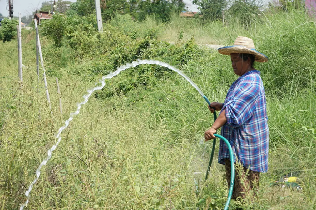 น้ำมันพุ่ง-ปุ๋ยขยับ ชาวสวนมะเขือเทศหนองคายโอด วอนรัฐตรึงราคา