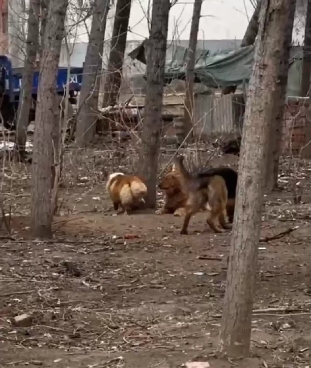 อัปเดตชีวิตล่าสุด 7 สุนัขเพื่อนแท้ ตกใจรู้ใครเป็นคนขโมยหมาไป