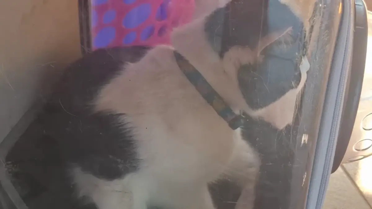 ปศุสัตว์บึงกาฬรุกทำหมันสัญจรฟรี พร้อมแจกเวชภัณฑ์ปี 69