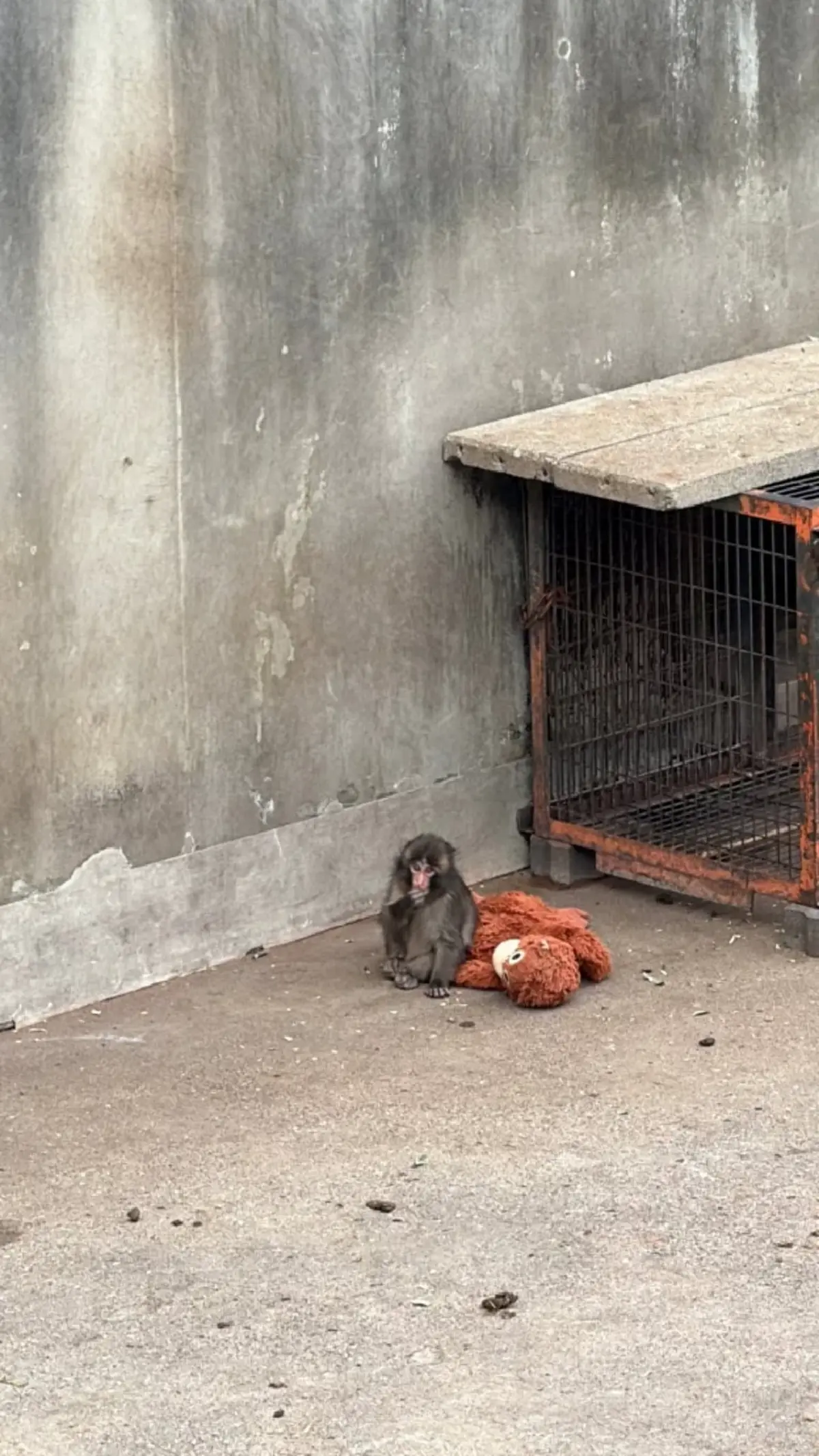 ใจฟูทั้งโซเชียล! “ลิซ่า ลลิษา” หอบตุ๊กตาลิงเยี่ยม “พันซ์คุง”