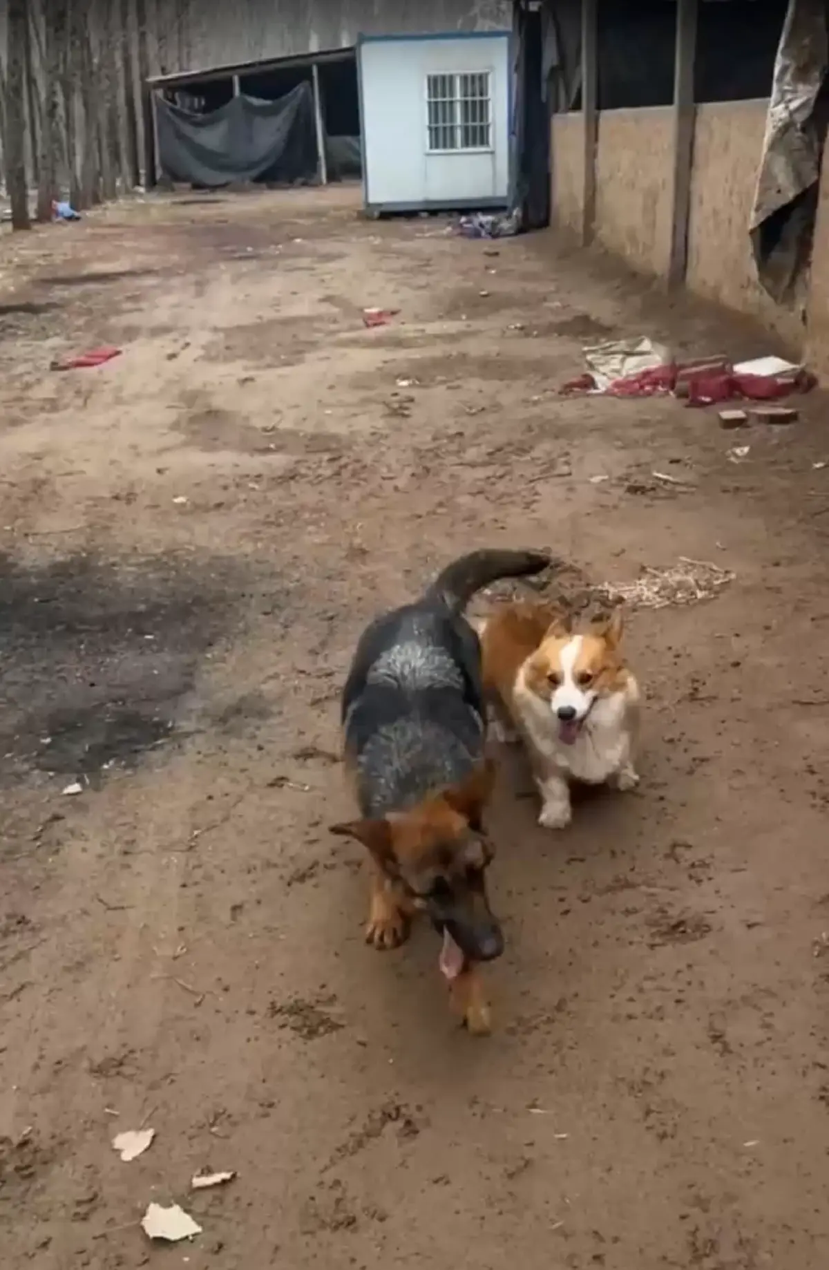 อัปเดตชีวิตล่าสุด 7 สุนัขเพื่อนแท้ ตกใจรู้ใครเป็นคนขโมยหมาไป