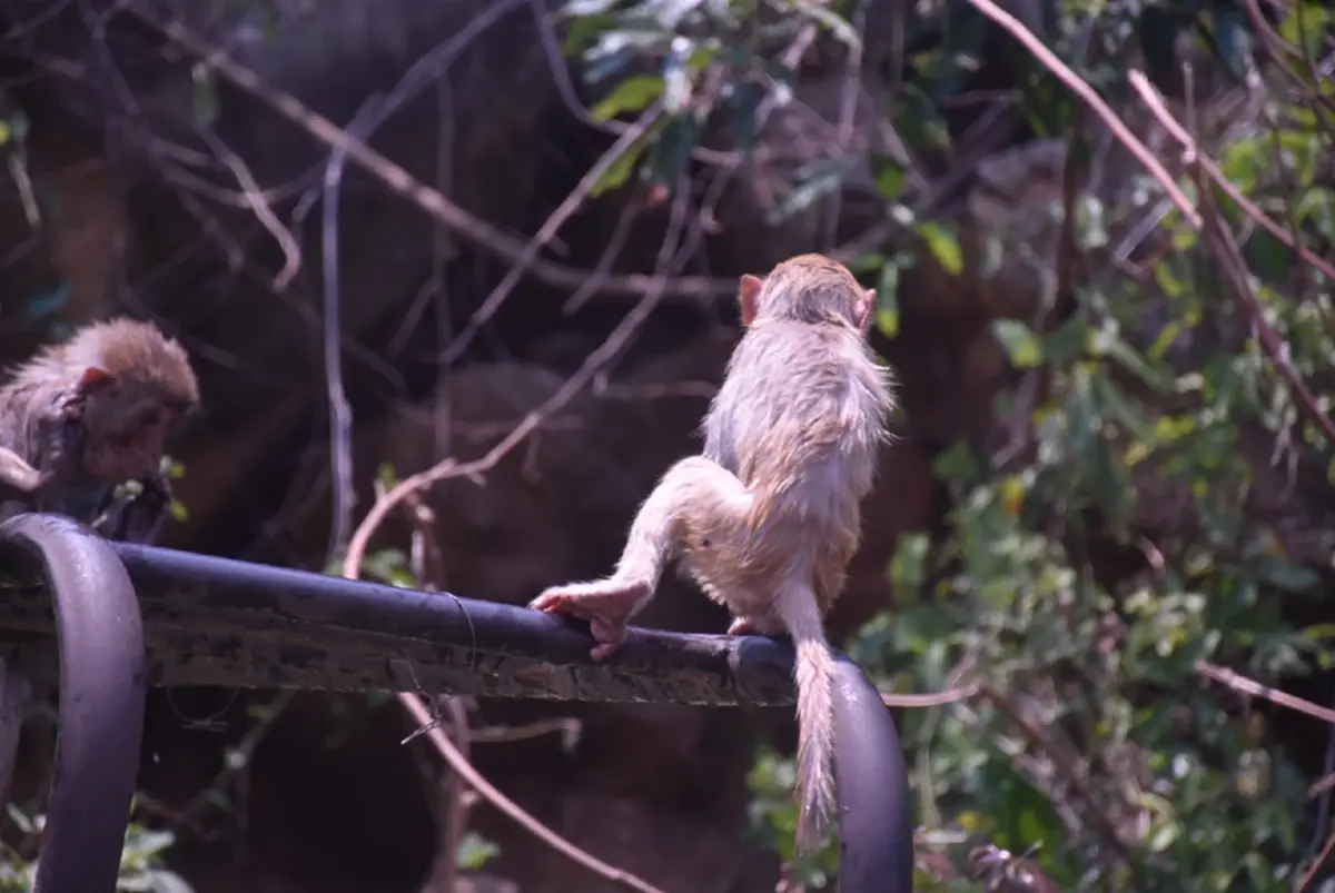 ลิงวอกเมืองเลยผอมโซ! เซ่นภัยแล้งต้องคุ้ยถังขยะประทังชีวิต