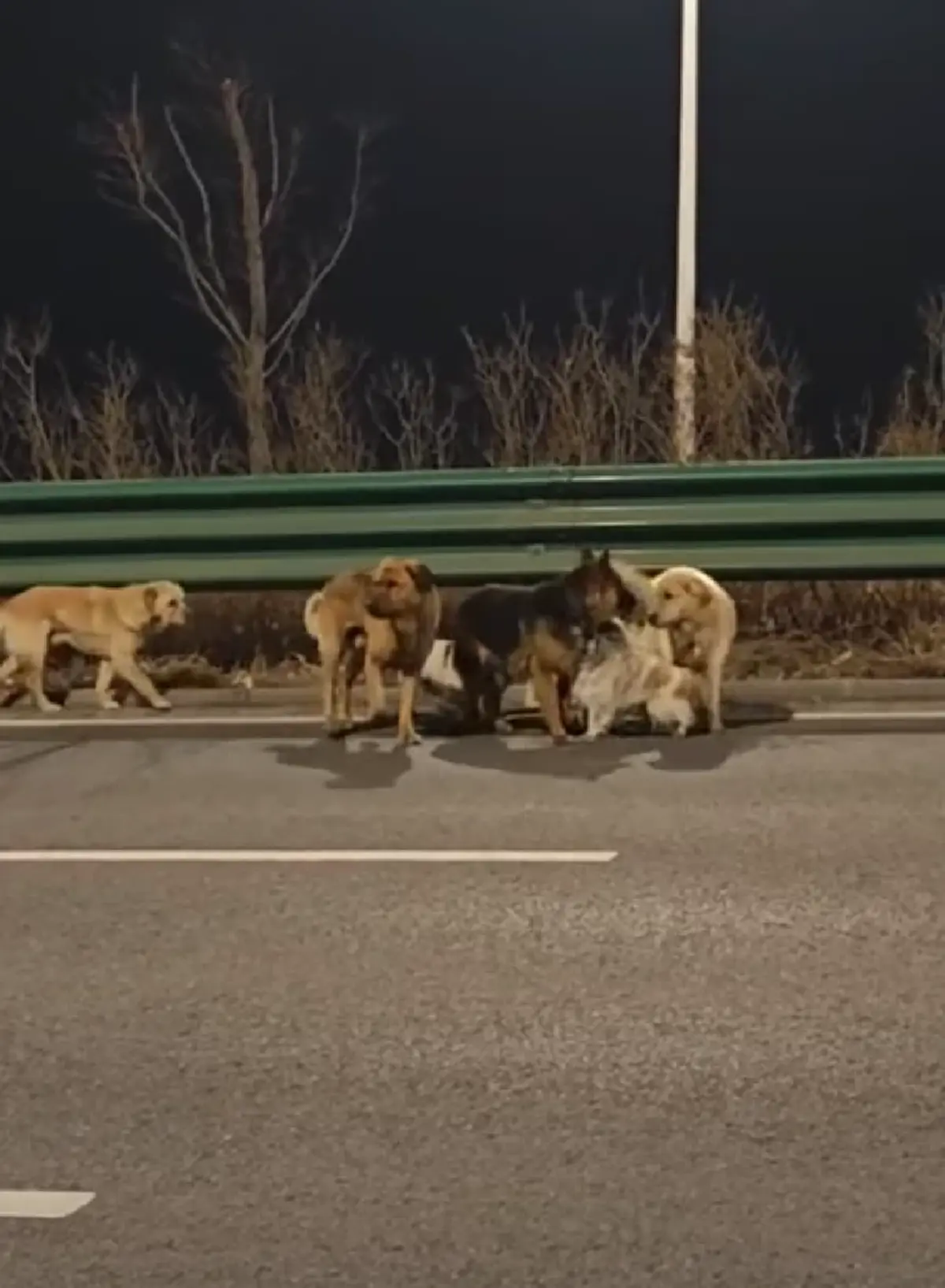 น้ำตาซึม สุนัข 7 ชีวิต หนีแก๊งลักหมา เดินทางไกล 17 กม. กลับบ้าน