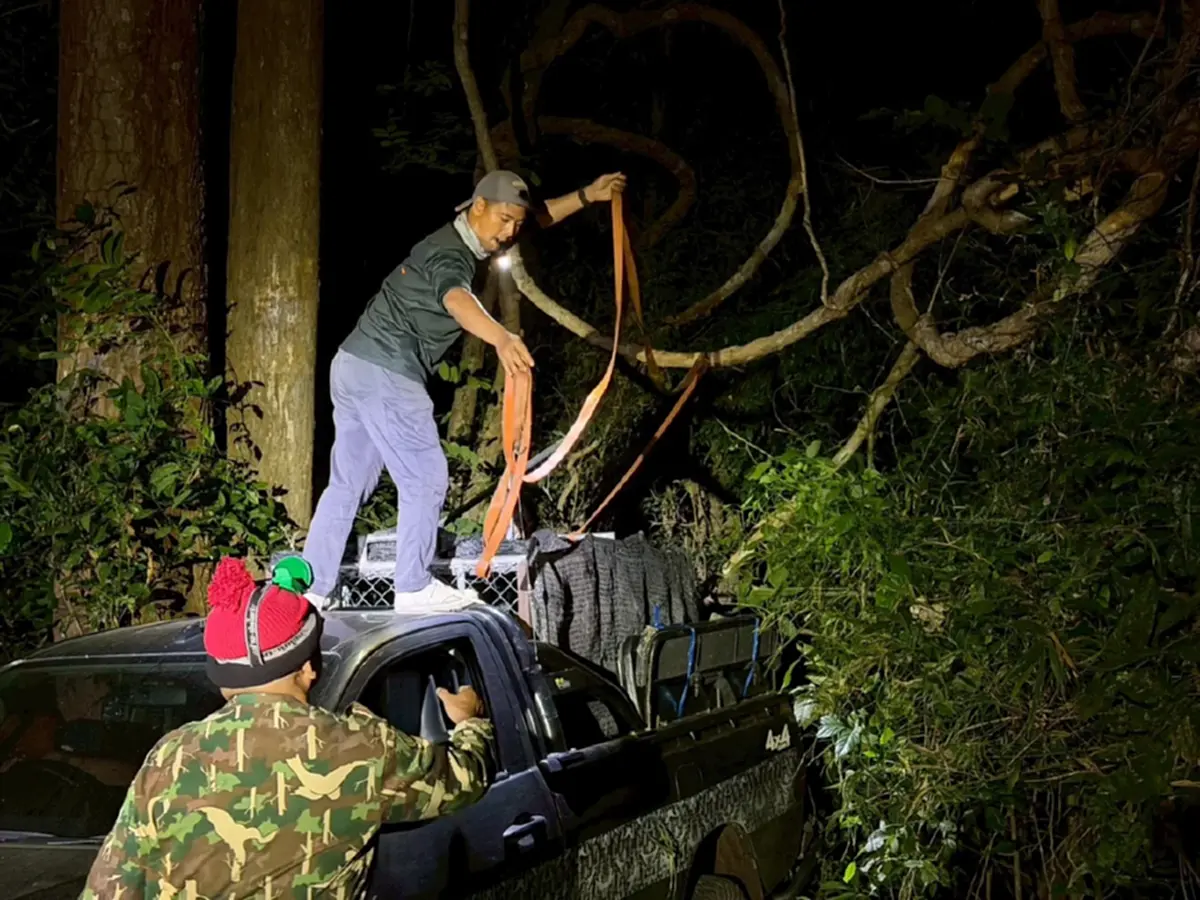 เจ้าปิ่น เสือโคร่ง กลับถึงบ้านปลอดภัย หวนคืนสู่อ้อมกอดผืนป่า