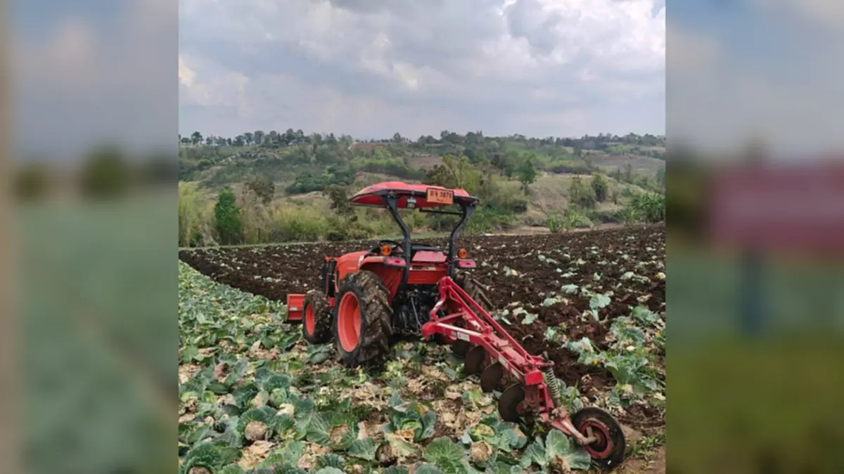 กะหล่ำหล่มสักดิ่งเหว น้ำมันขาดทำส่งไม่ออก เกษตรกรจำใจไถทิ้ง