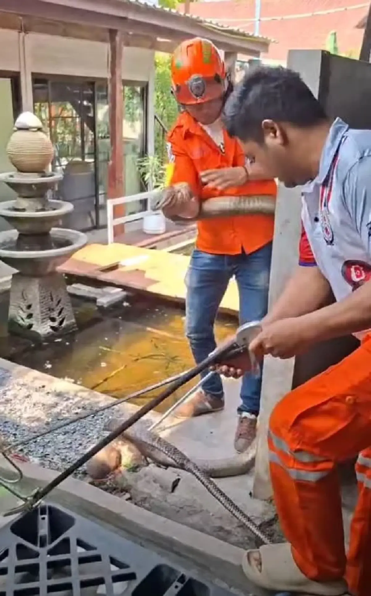 ฮือฮา จงอางยักษ์ 5 เมตรบุก ลุ้นจับระทึก แห่ส่องเลขที่บ้าน