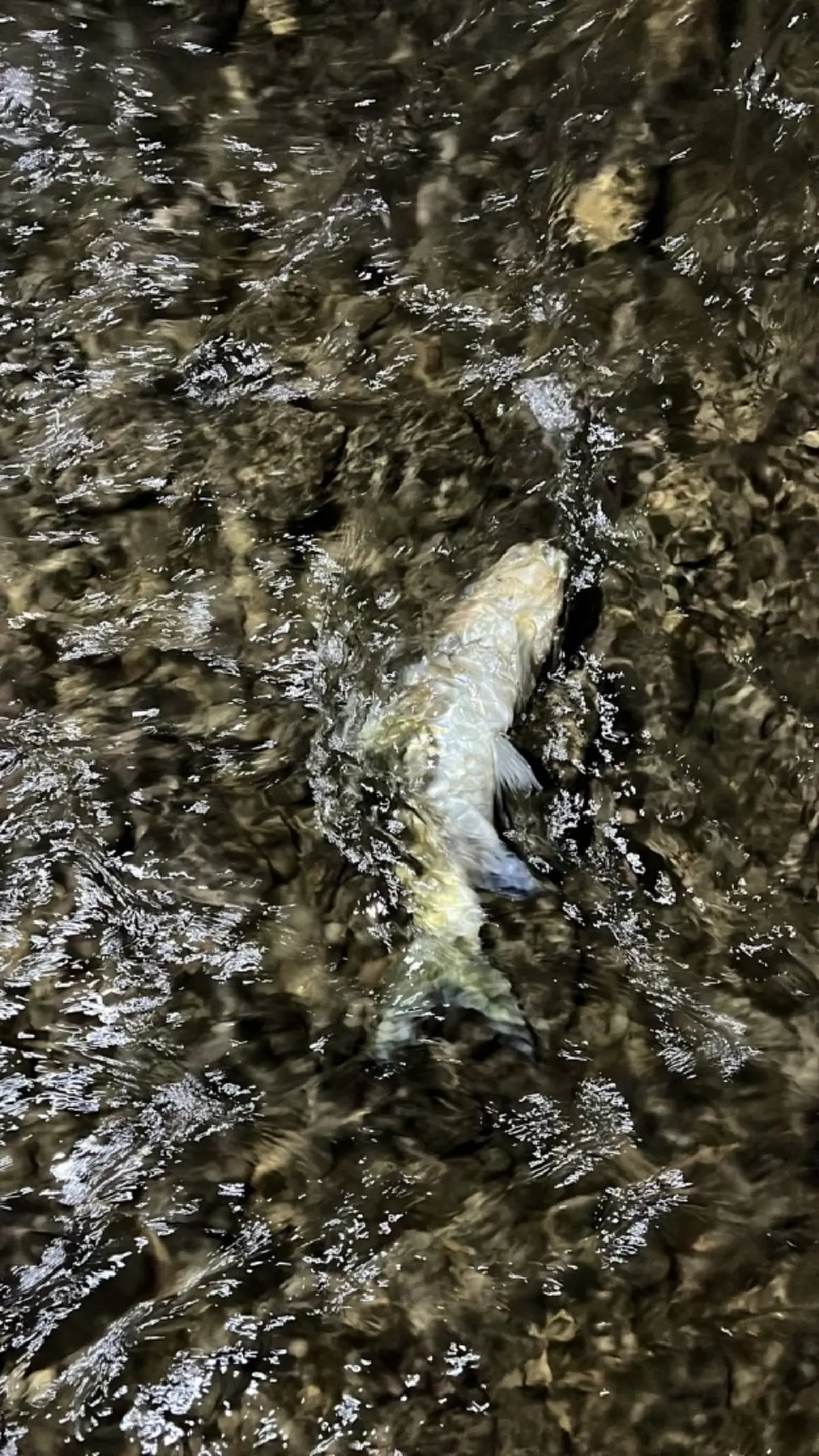 วิกฤตปางมะผ้า! ปลาแม่น้ำลางตายปริศนา สั่งห้ามกินเด็ดขาด