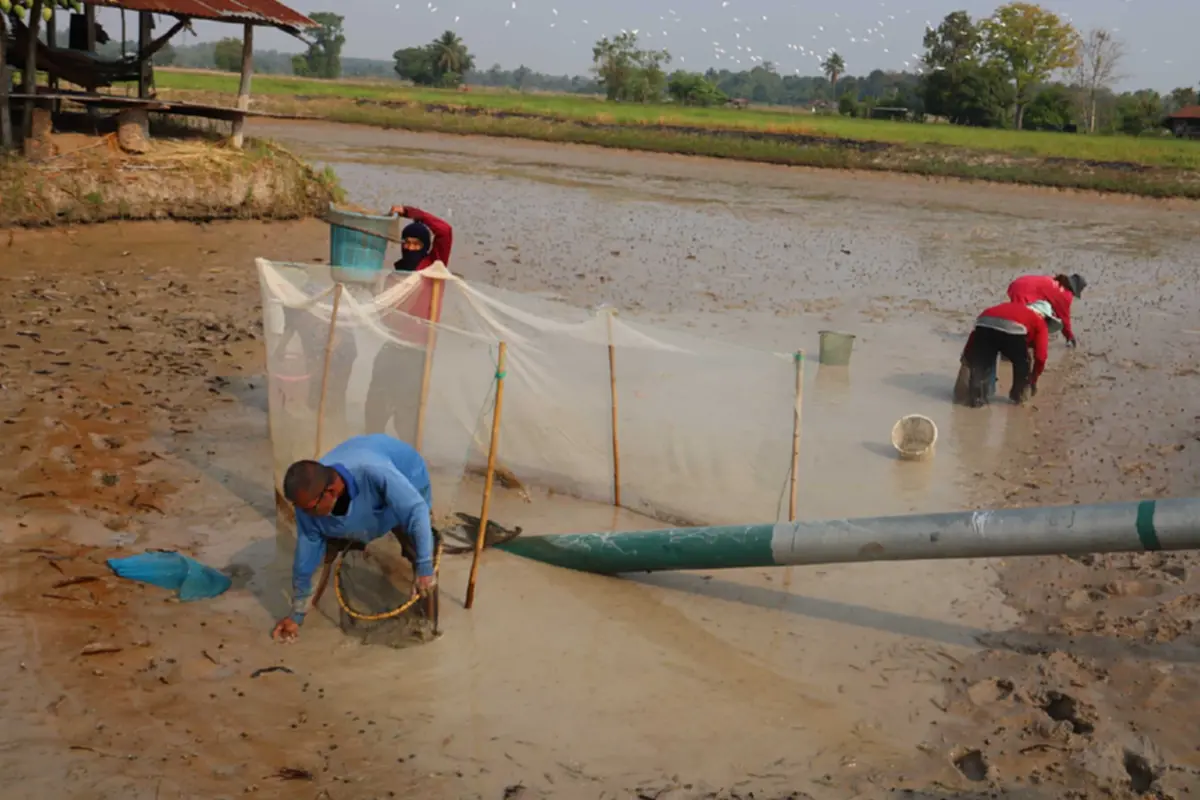 วิกฤตน้ำมันแพทำพิษ! ชาวนากุ้งกาฬสินธุ์อ่วม จี้รัฐเร่งแก้ไข