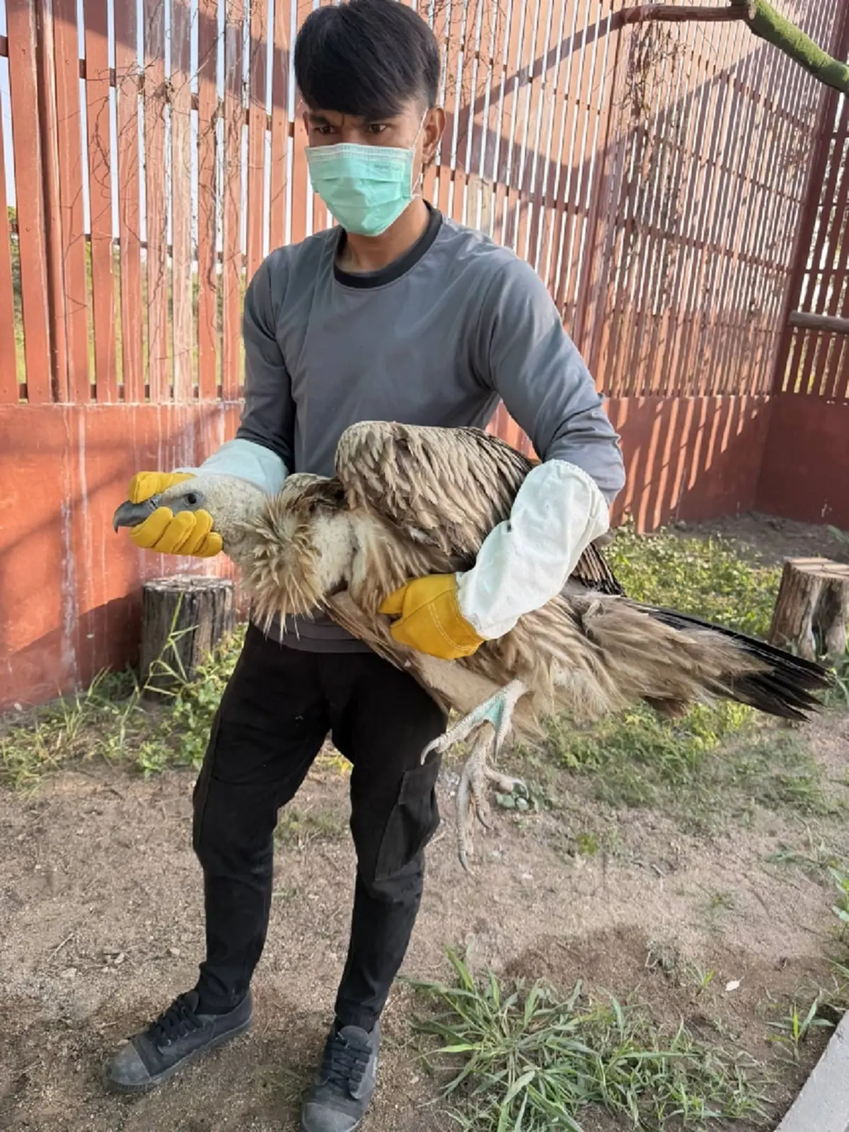 เตรียมปล่อย 10 แร้งสีน้ำตาลหิมาลัย คืนสู่ธรรมชาติ เม.ย.นี้