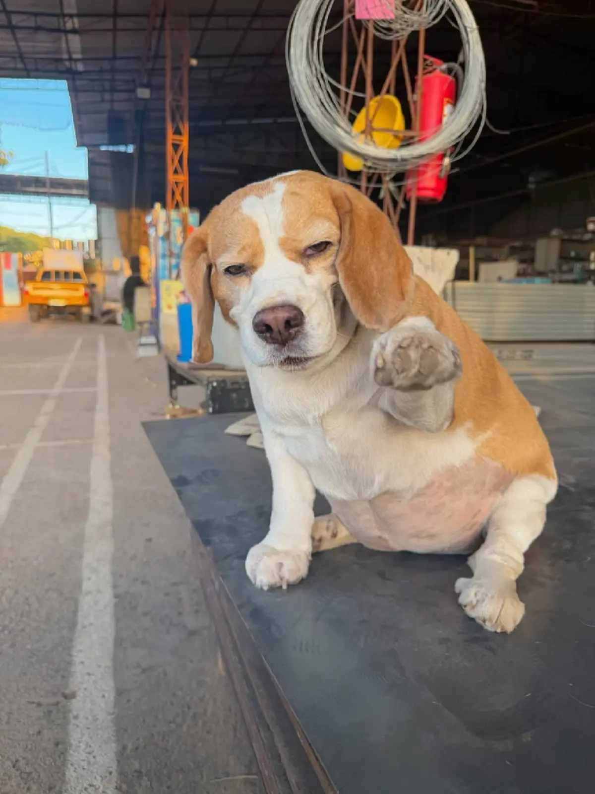 เจ้าของแจ้งข่าว "มู่ทู่" หมามีมชื่อดัง ป่วยมะเร็งโอกาสรอดน้อย