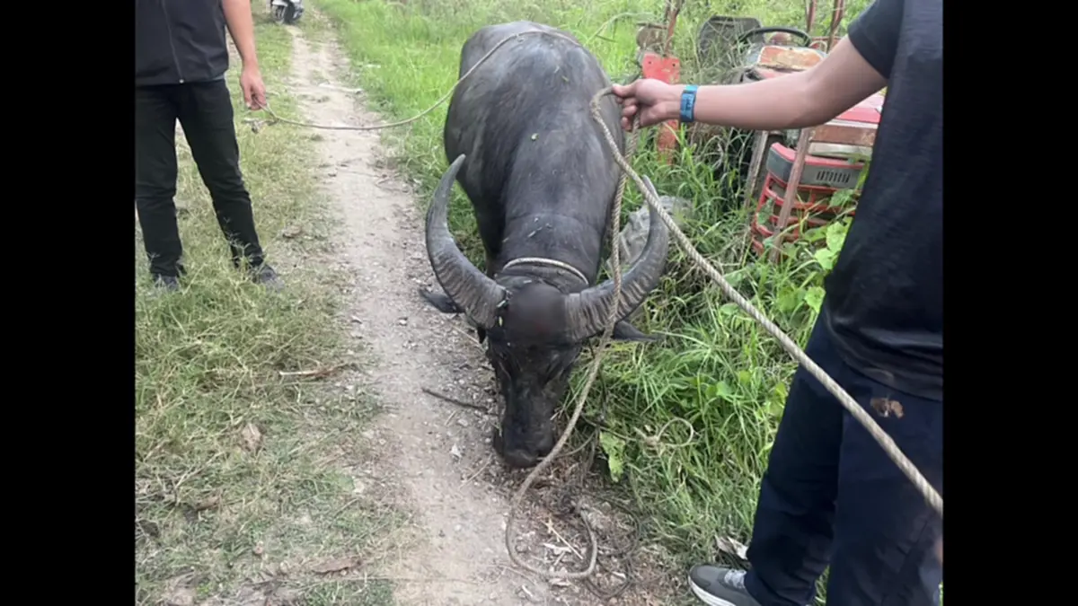 ตร.สันทรายไถ่ชีวิตควายหนีตายงานศพ หลังถูกทุบหัวสู้ชีวิตหนีรอด