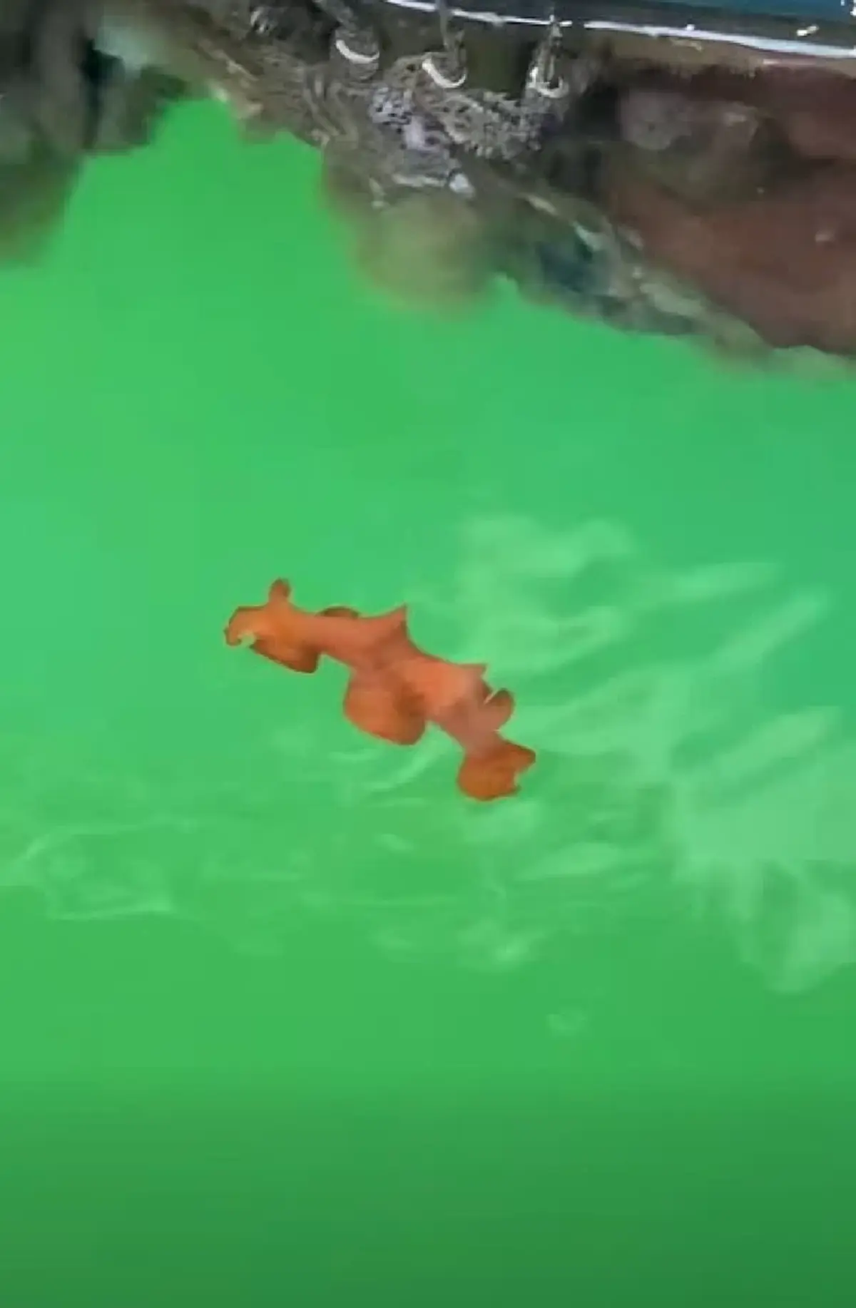 โชคดีมากที่เจอ รู้แล้วตัวอะไร หลังพบ มีแต่ตัว ไร้หัว ว่ายน้ำได้ 