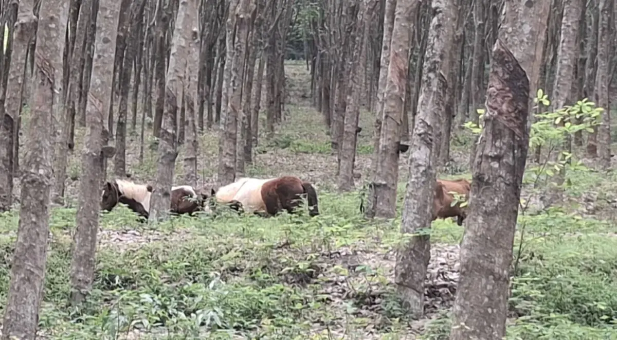 นึกว่าถ่ายหนัง ระทึก ฝูงม้าหลุดวิ่งวุ่นบนถนนสุขุมวิทระยอง