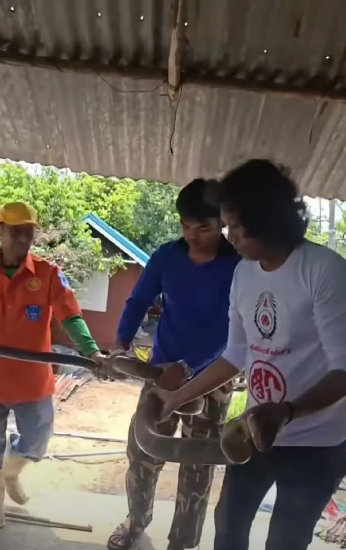 ส่องเลขที่บ้าน งูจงอางยักษ์ 4 เมตร เลื้อยซุก ชูคอขู่ฟ่อ