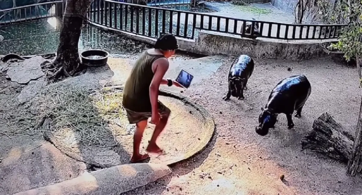 สวนสัตว์เปิดเขาเขียวดำเนินคดี นทท. ไทย แอบลงบ่อหมูเด้งหวังถ่ายคลิป