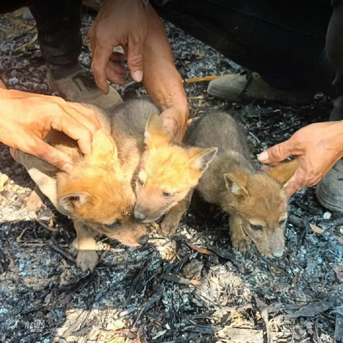 ปาฏิหาริย์กลางไฟป่า! ช่วย 3 ลูกหมาจิ้งจอกรอดตายหวุดหวิด 