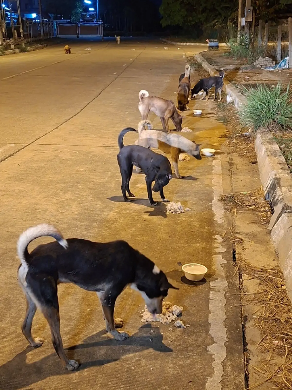 20 ปีทำด้วยใจ นายกปากแควทุ่มเงินส่วนตัวเปิดศูนย์ดูแลหมาจร